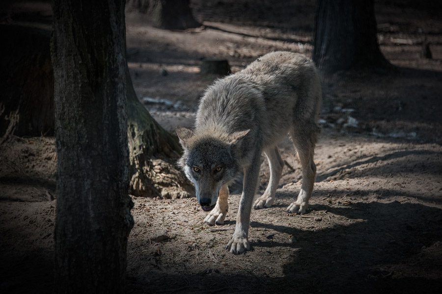Wolf im Belovezhskaya Pushcha National Park