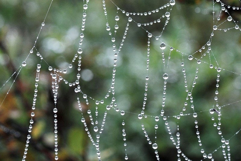 Morgentau auf einem Spinnennetz