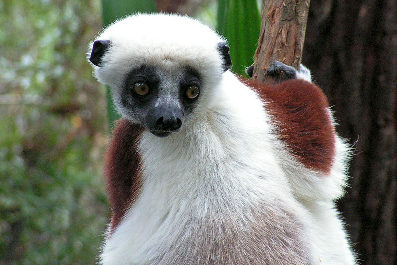 Sifaka-Lemur