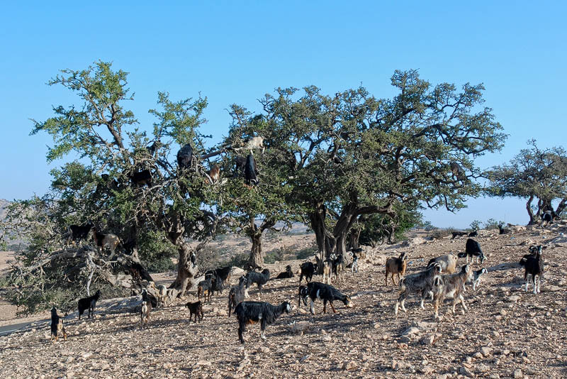 Der Arganienbaum ist nur in Marokko beheimatet; die Früchte werden von den Ziegen sehr geschätzt