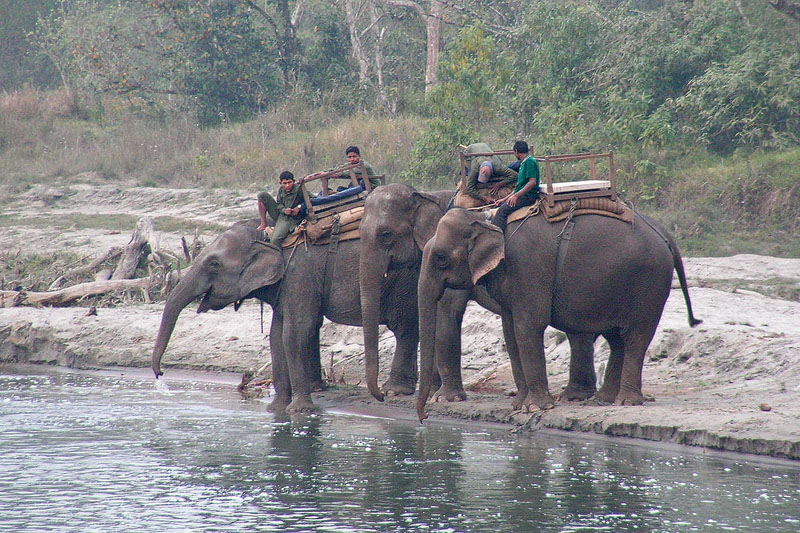 Elefanten im Chitwan-NP