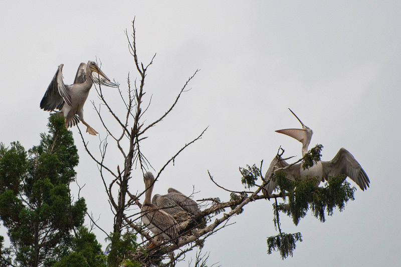 Pelikane in Kigali