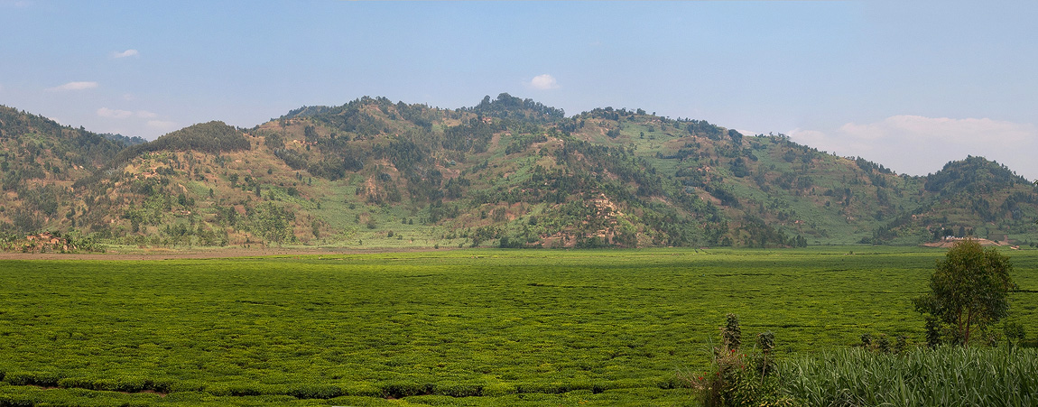 Teeplantagen in Ruanda