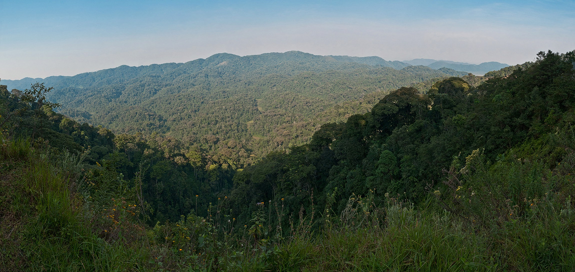 Primärwälder im Nyungwe-Nationalpark