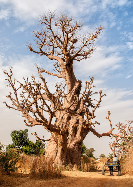 ein ca. 1000 Jahre alter Baobab-Baum
