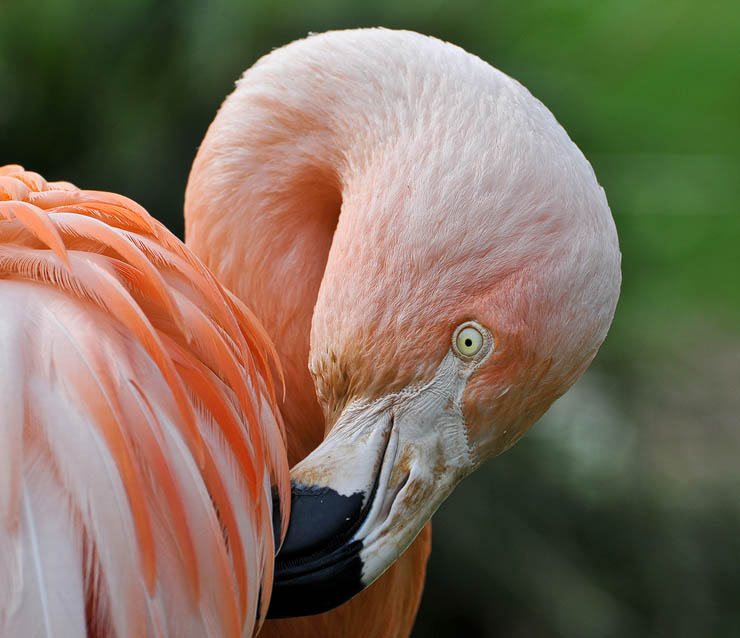 Flamingo, Zoo Barcelona