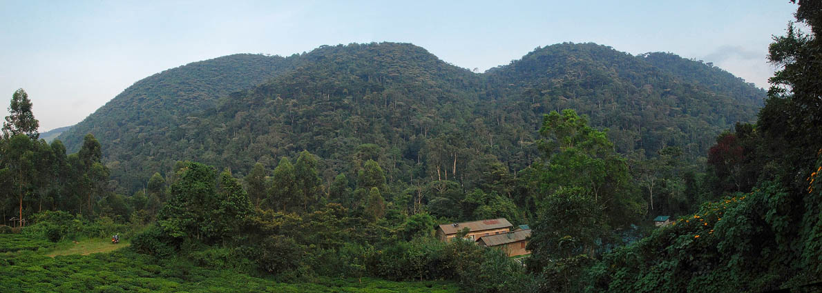 Bwindi Nationalpark, hier leben die Berggorillas