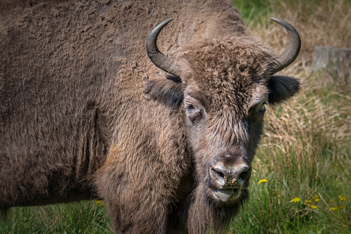 Wisent im Belovezhskaya Pushcha National Park, sie sind die größten Landsäugetiere Europas