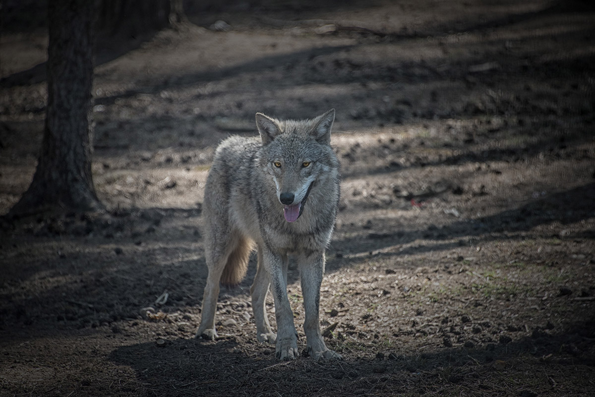 Wolf im Belovezhskaya Pushcha National Park