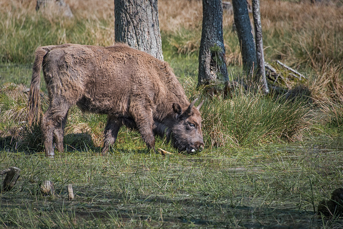 Wisent im Belovezhskaya Pushcha National Park