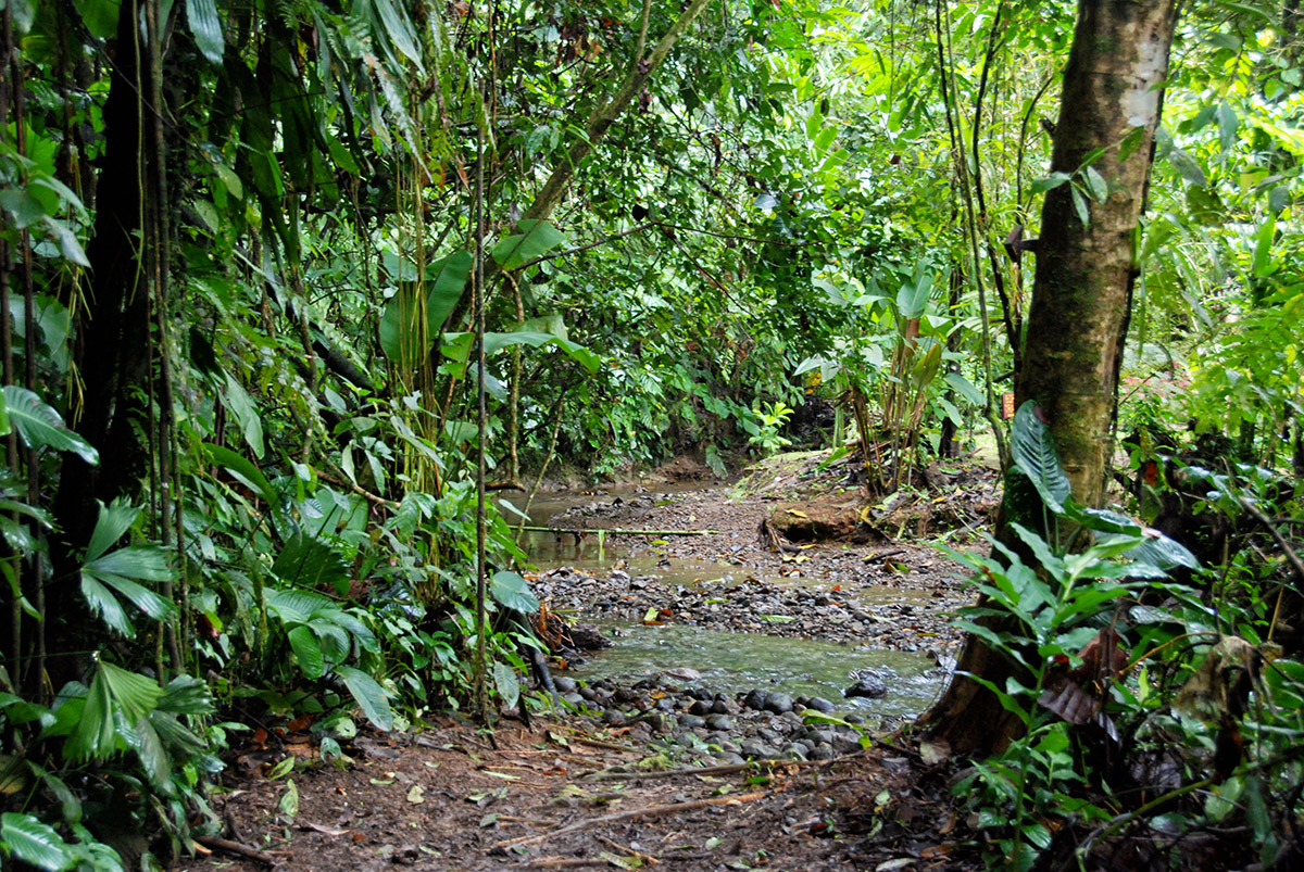 Esquinas Regenwald (Regenwald der Österreicher)