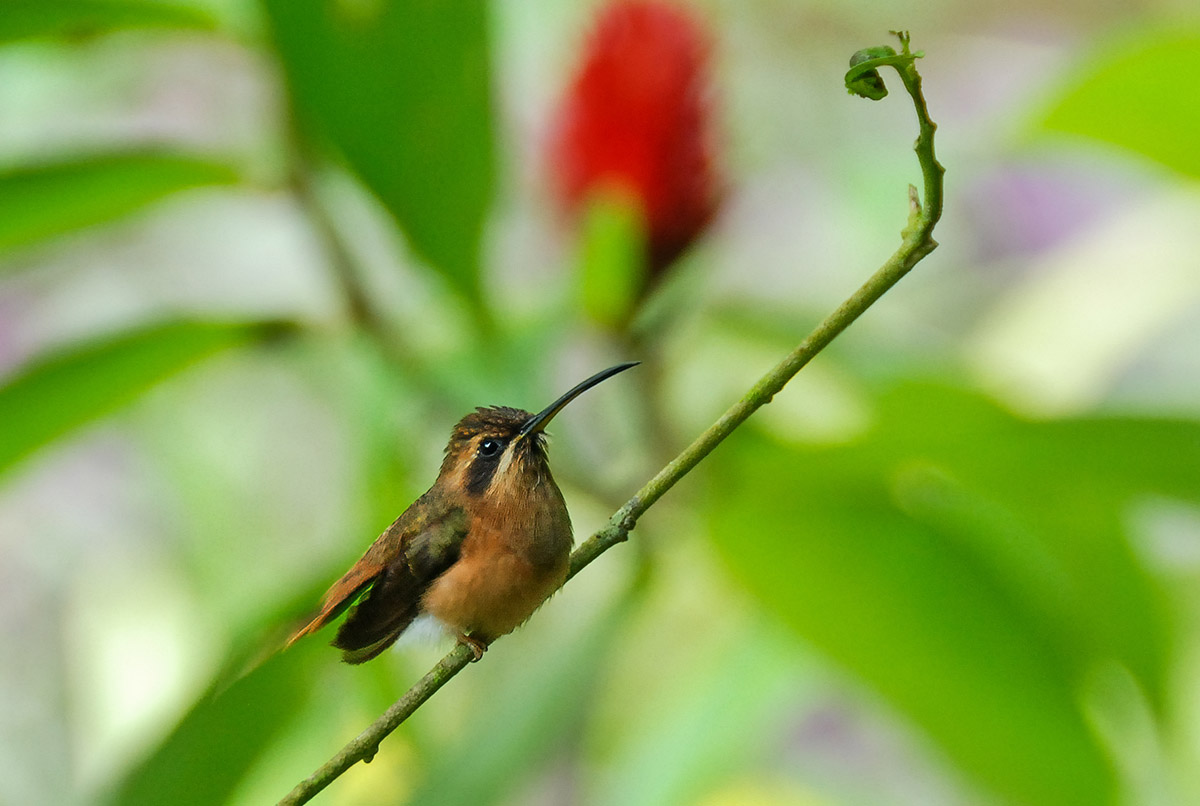 Junger Kolibri