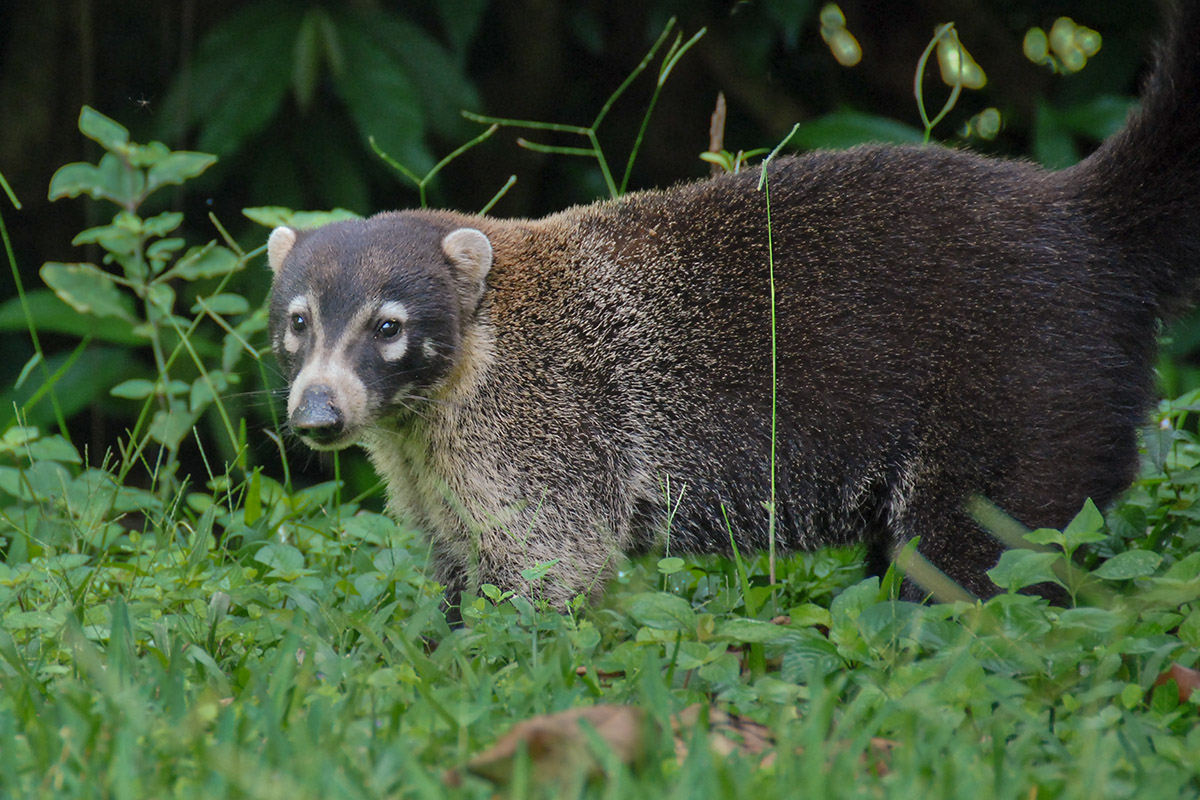 Nasenbär