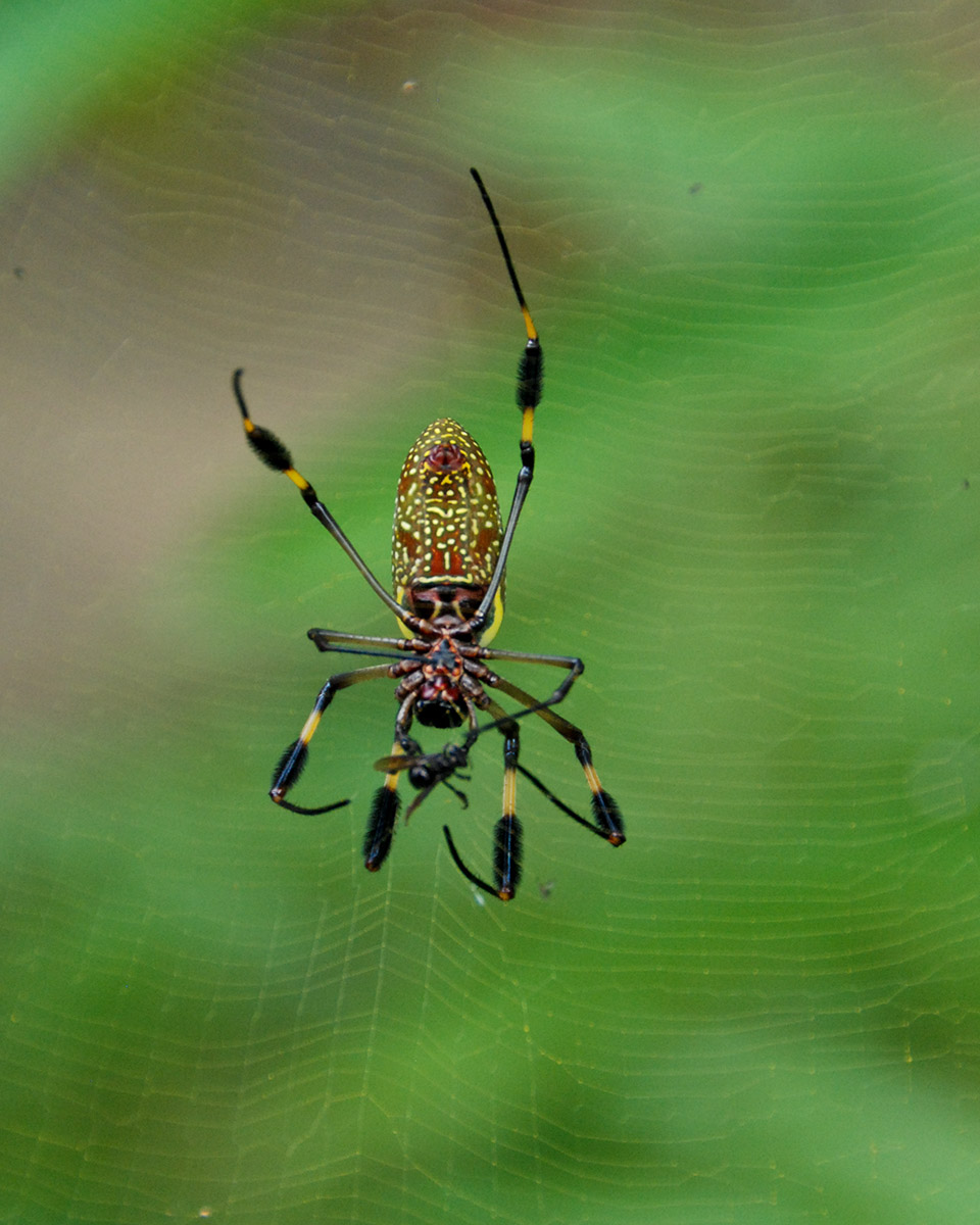 Spinne mit Beute