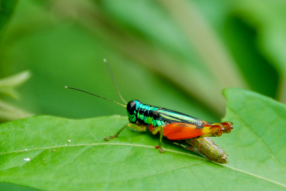 Farbenfroher Grashüpfer
