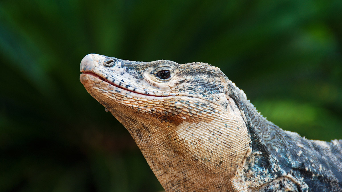 Leguan