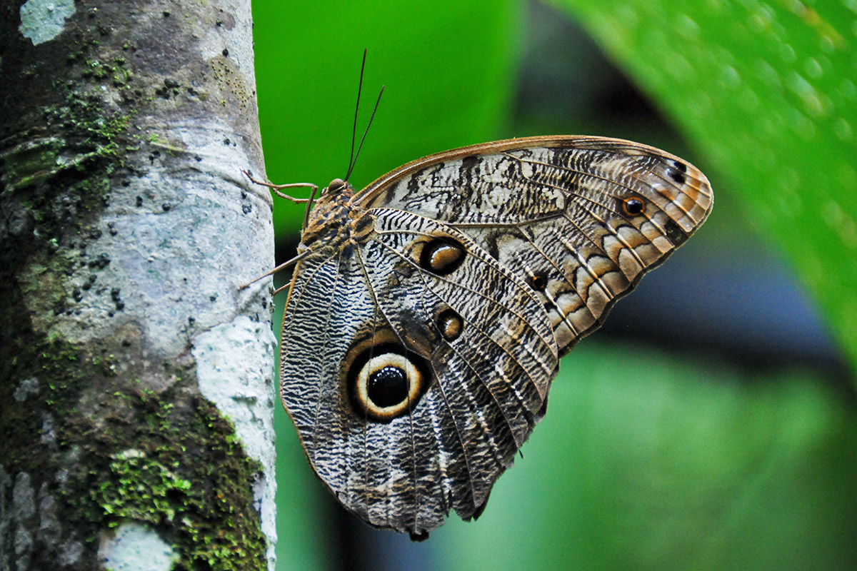 Schmetterling (Calygo eurilochius)
