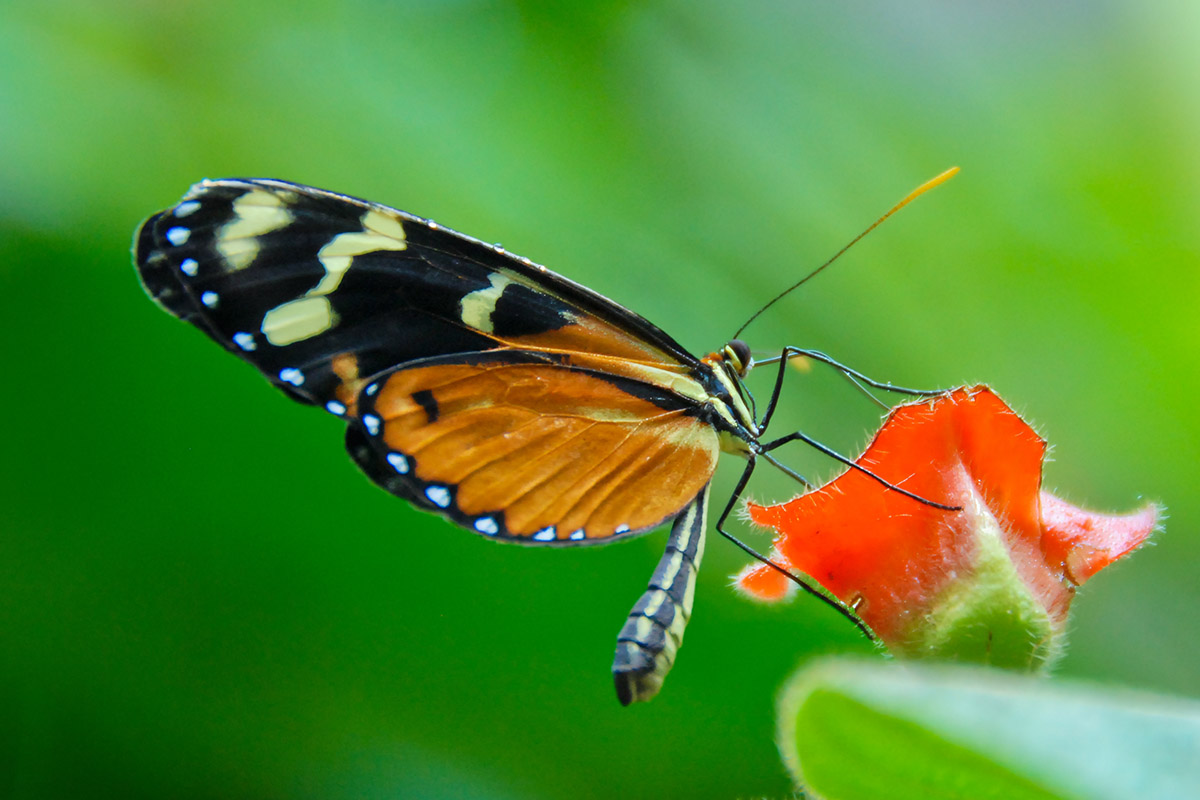 Schmetterling (Mechanitis polymnia)
