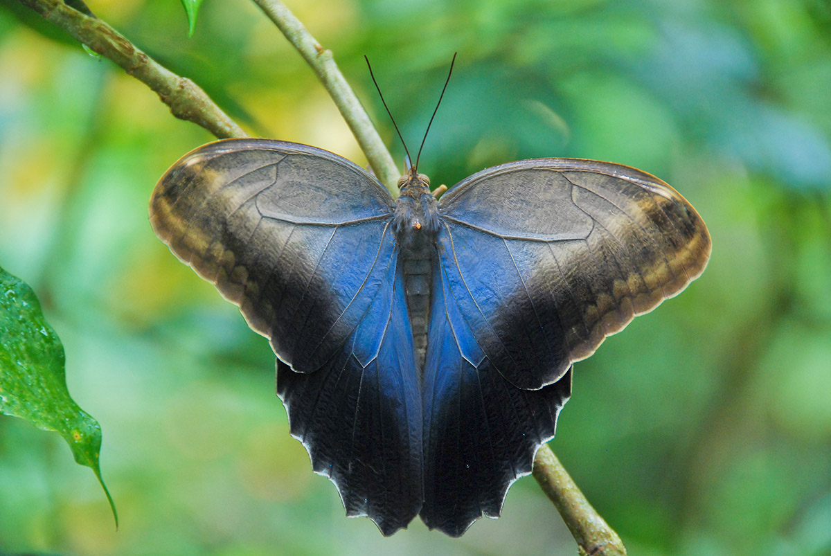 "Morpho peleides"