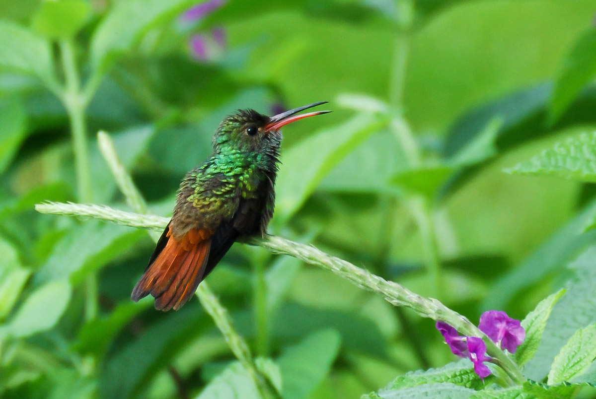 Kolibri
