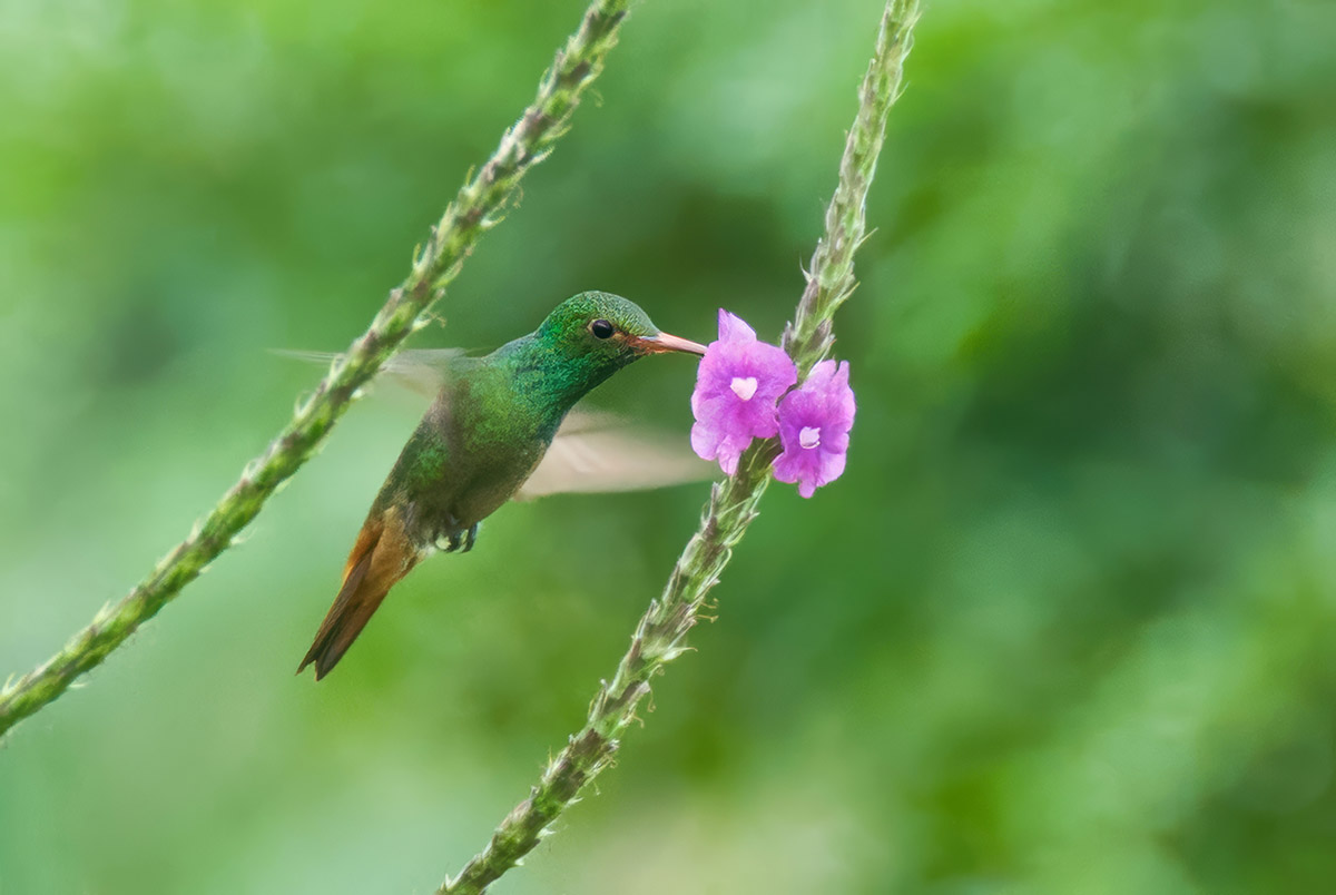 Kolibri im Flug