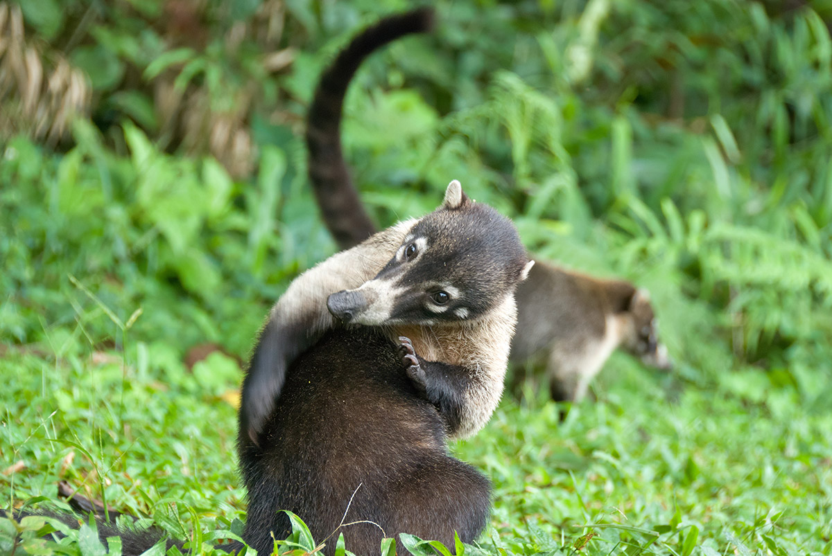 Nasenbär
