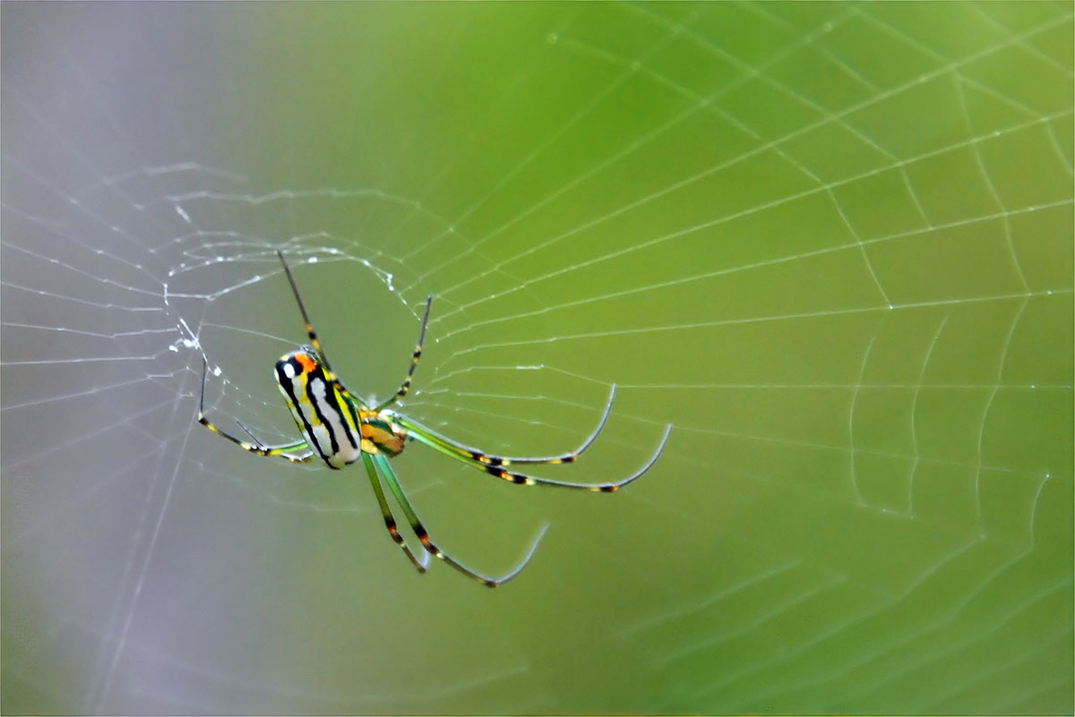 Spinne