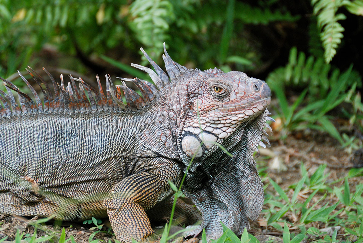 Leguan