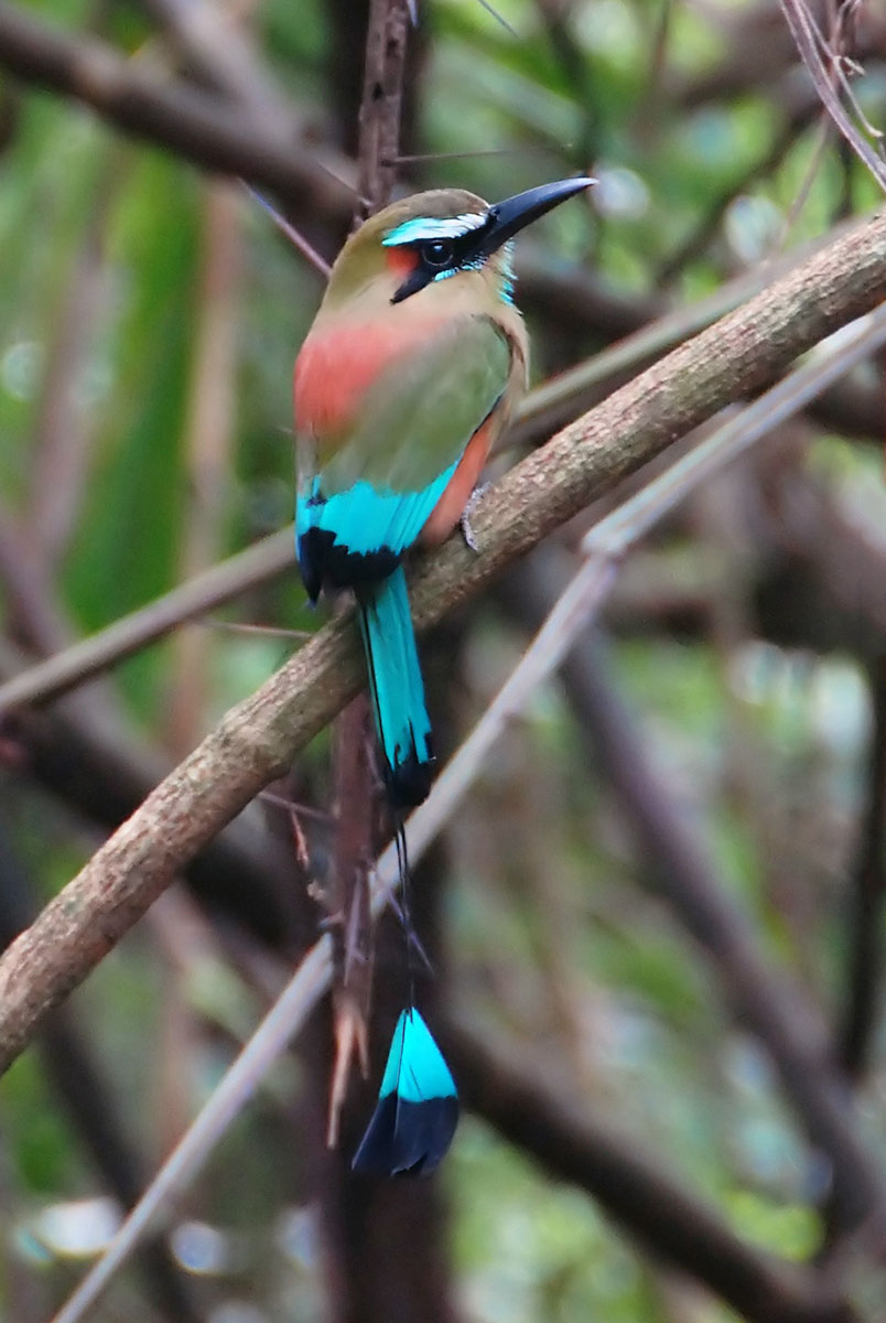 Türkisbrauen Motmot