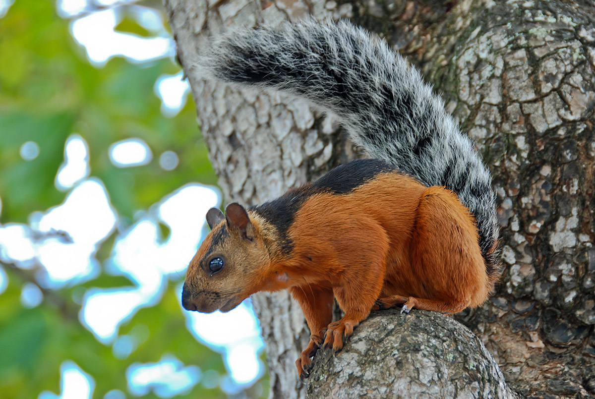 Streifenhörnchen