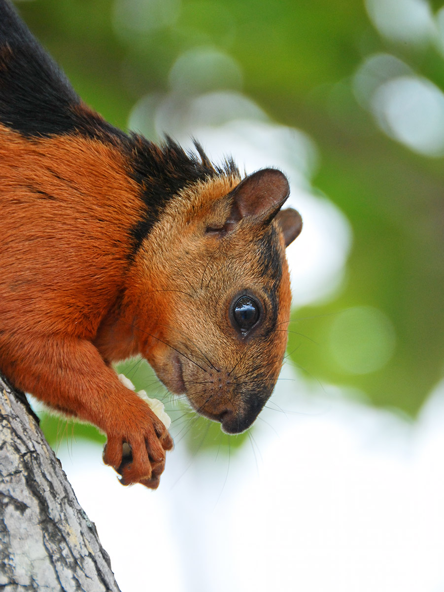 Streifenhörnchen