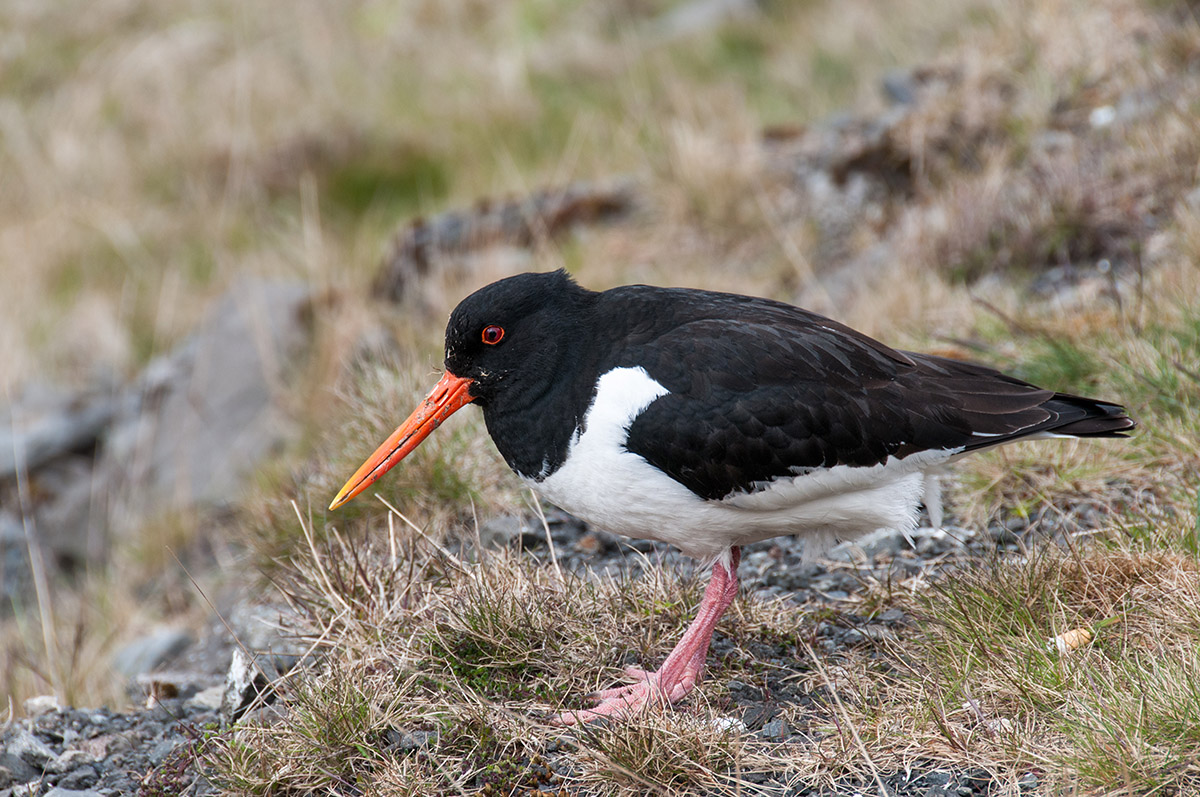 der Austernfischer, der Nationalvogel der Färöer