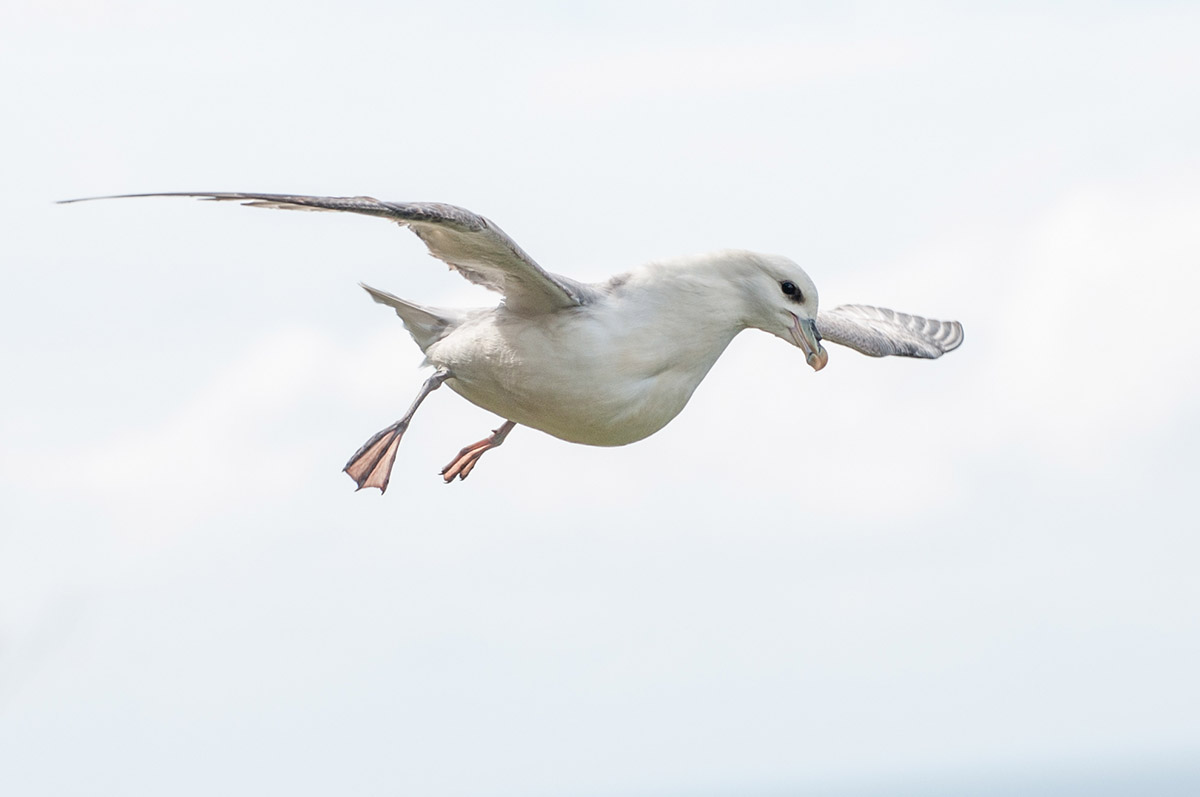 Möwe im Anflug