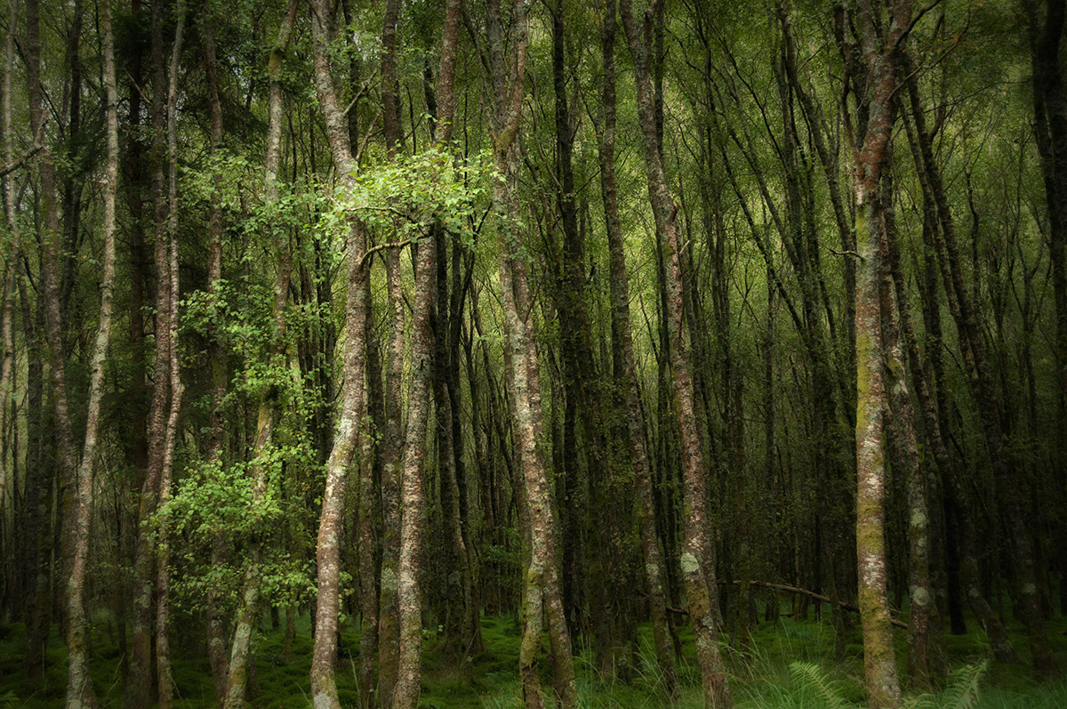 Wicklow Mountains