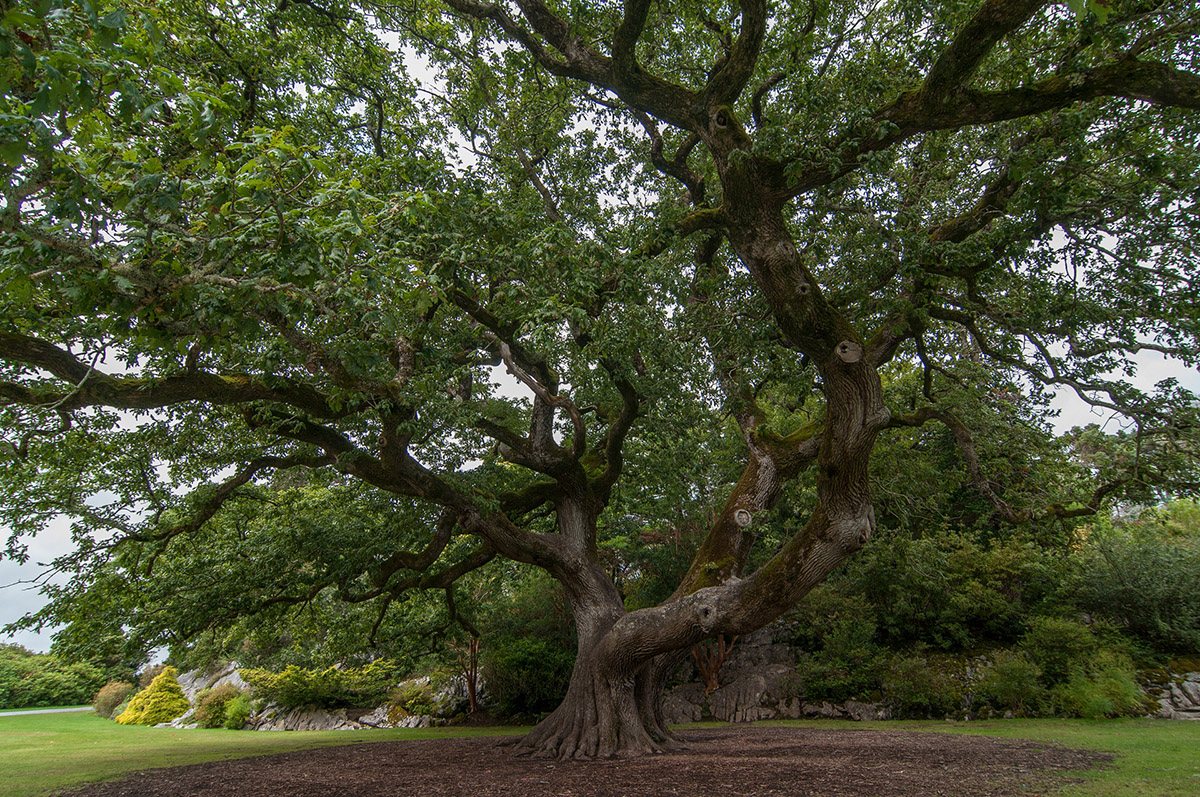 Muckross House, Killarney