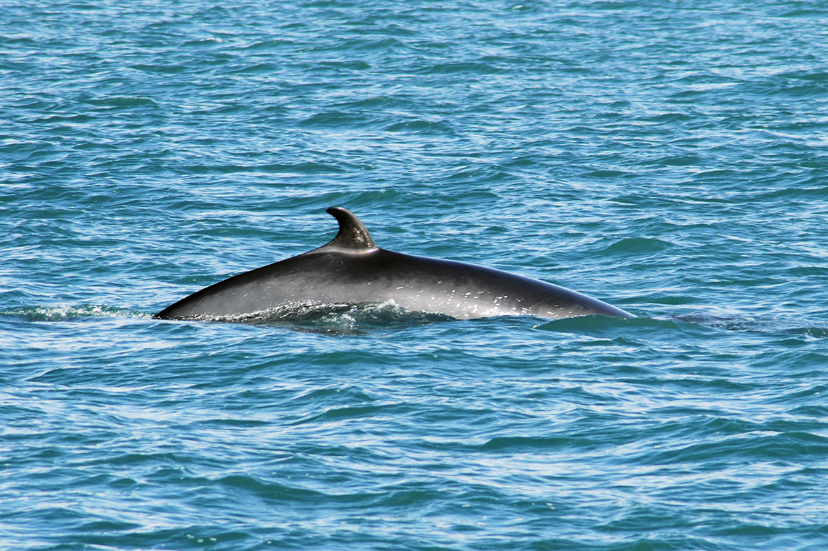 Ein Minkwal, beim Whalewatching vor Husavik