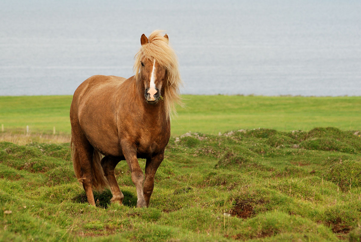 Islandpferd