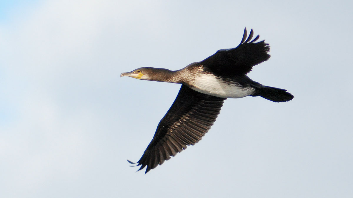 Kormoran
