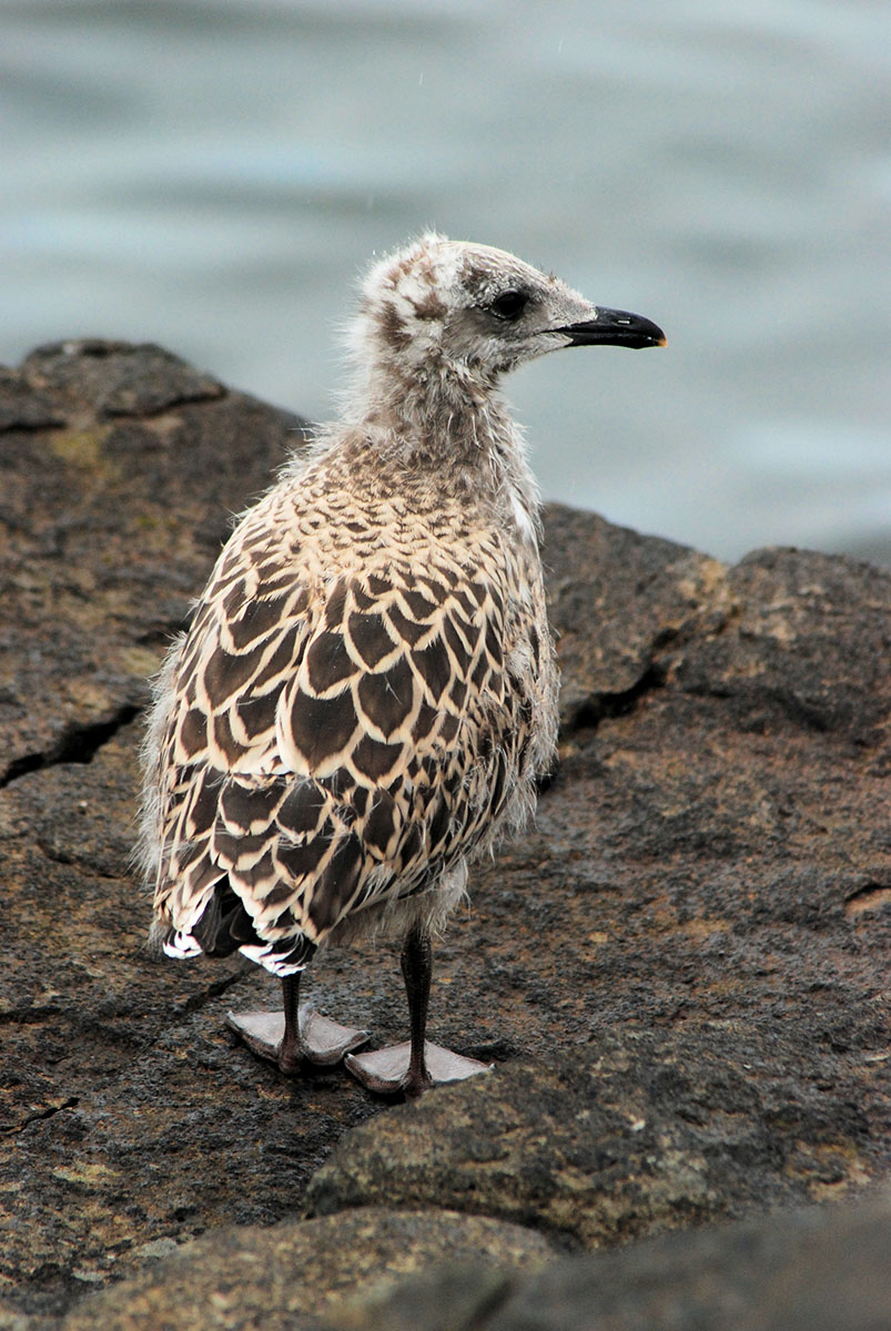 Jungvogel auf der Insel Vigur