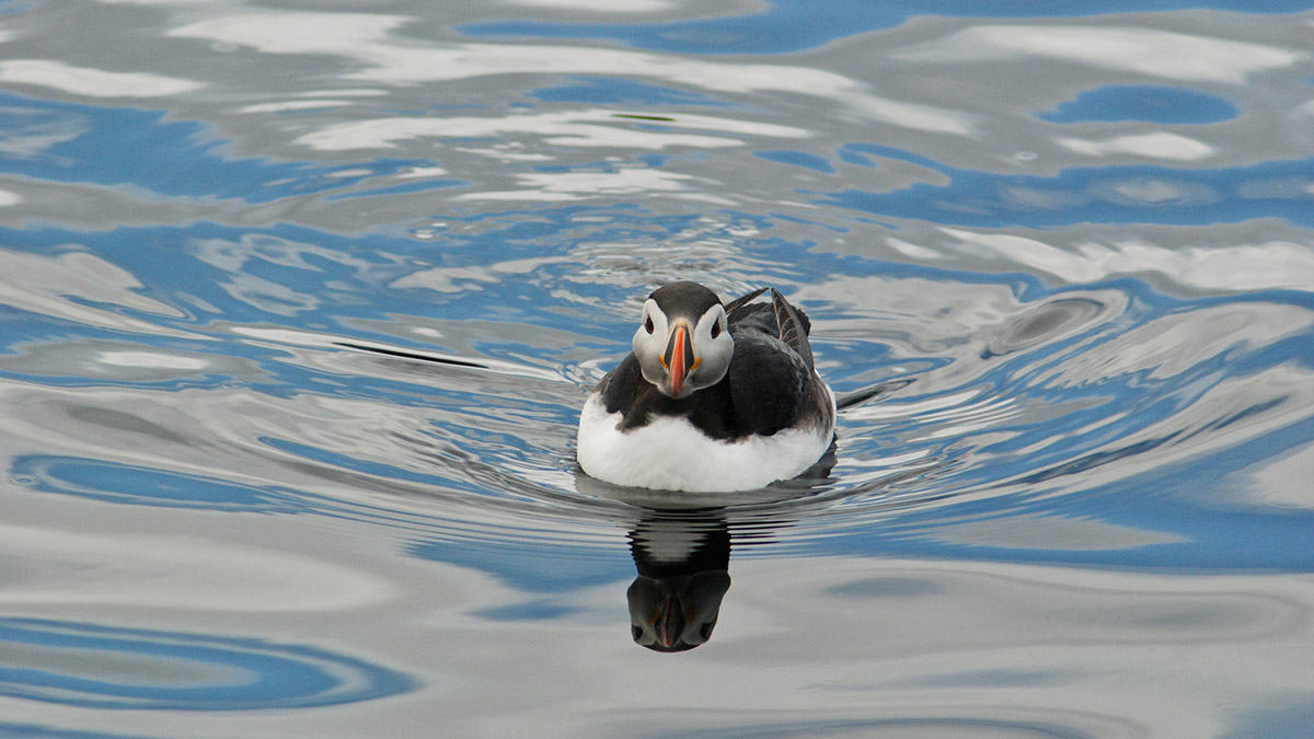 Papageitaucher (engl.: Puffin, isl.: Lundi)