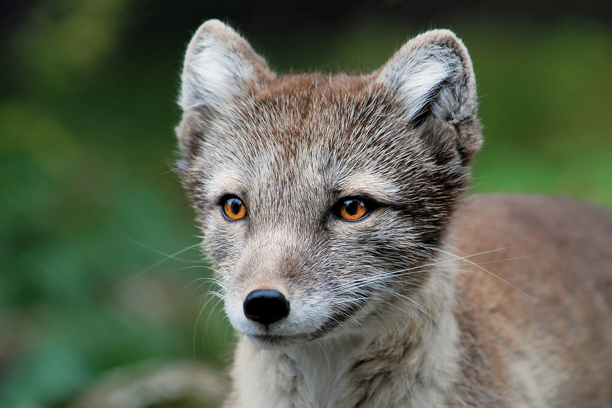 Polar- oder auch Eisfuchs genannt
