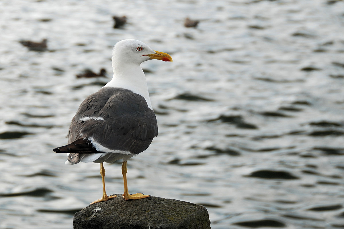 Möwe in Reykjavik