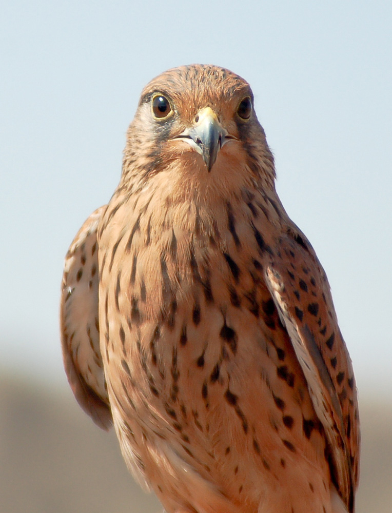 Falke