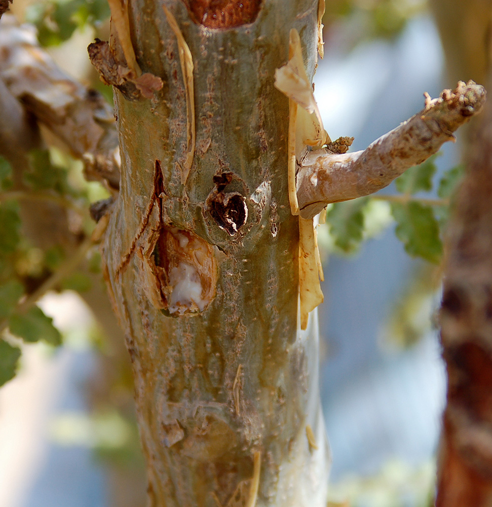 Weihrauchbaum