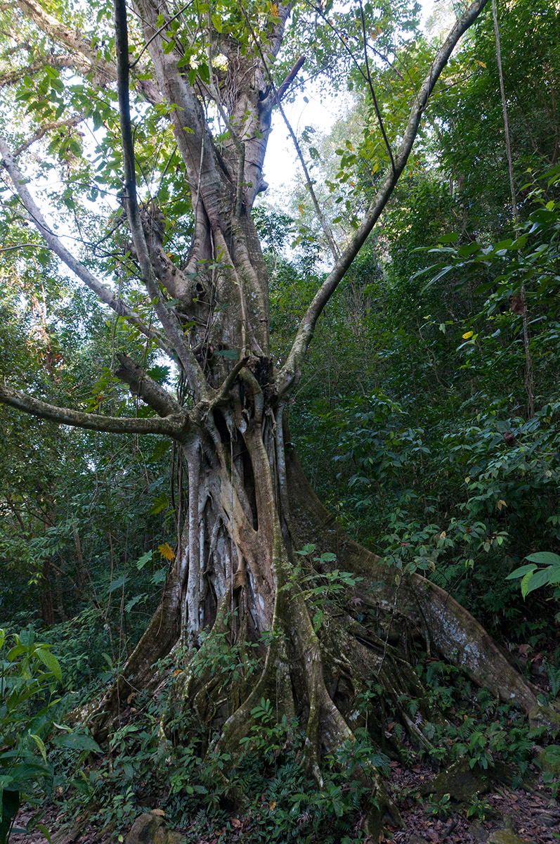 in der Sierra Maestra