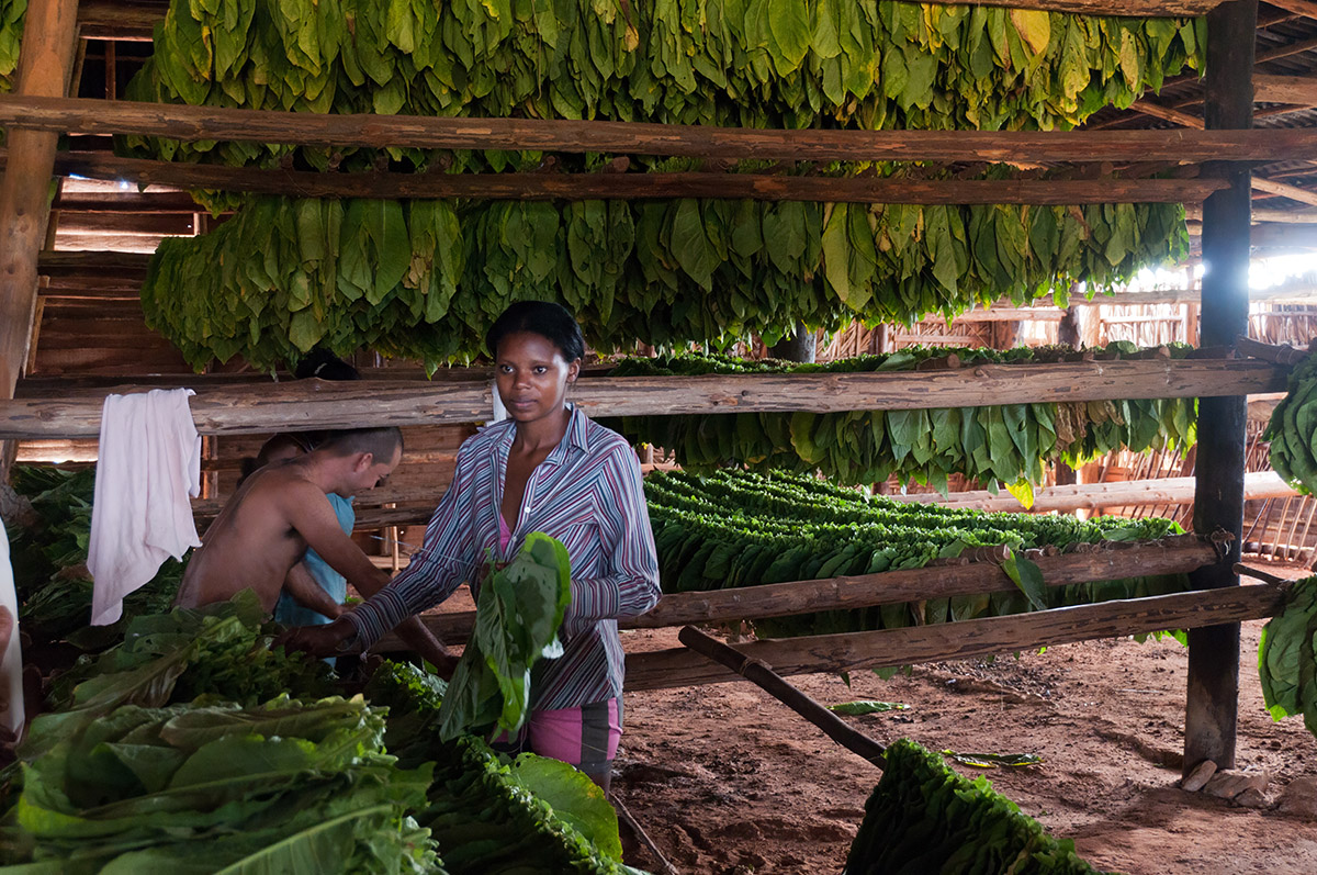 Tabakplantage im Vinales-Tal