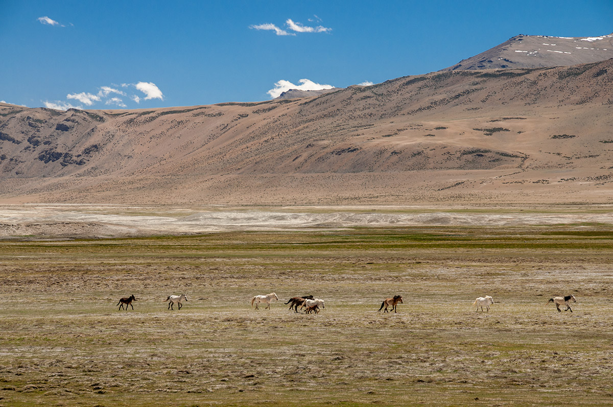 Pferde im Changthang Gebiet