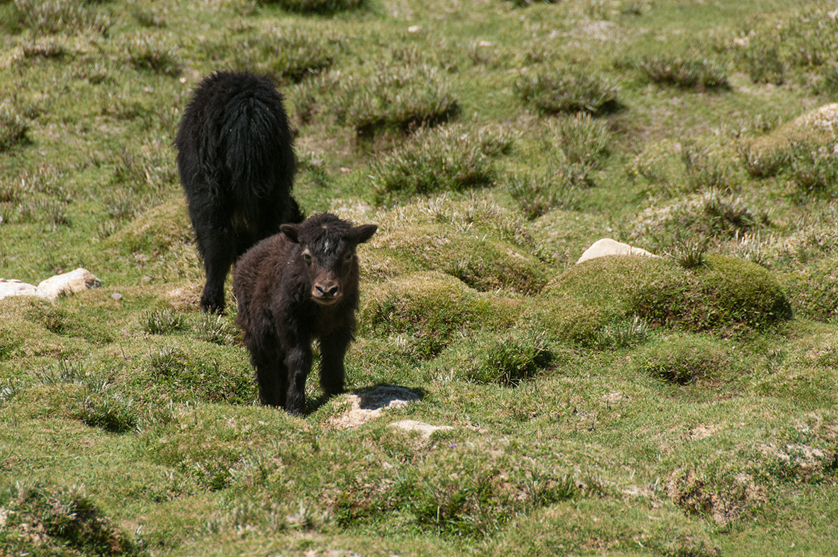 Yaks