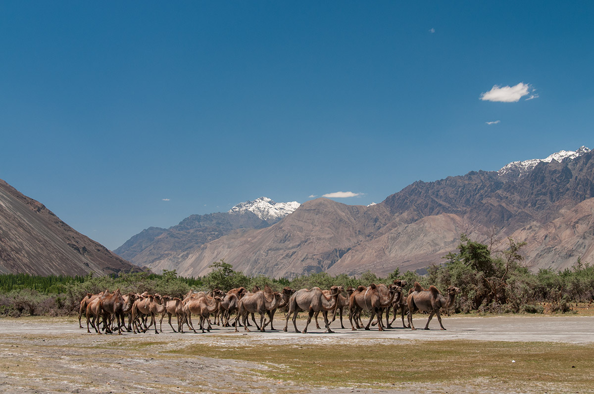 Kamele ziehen durchs Nubra-Tal