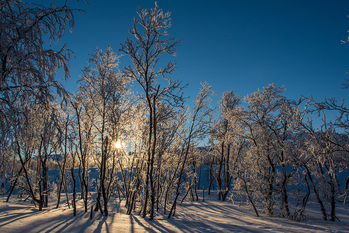 Winterlandschaft in Lappland bei -25°C